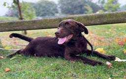 Labrador Retriever dogs for sale: Beautiful Dark Chocolate Labrador Retriever Bitch  - Image 6