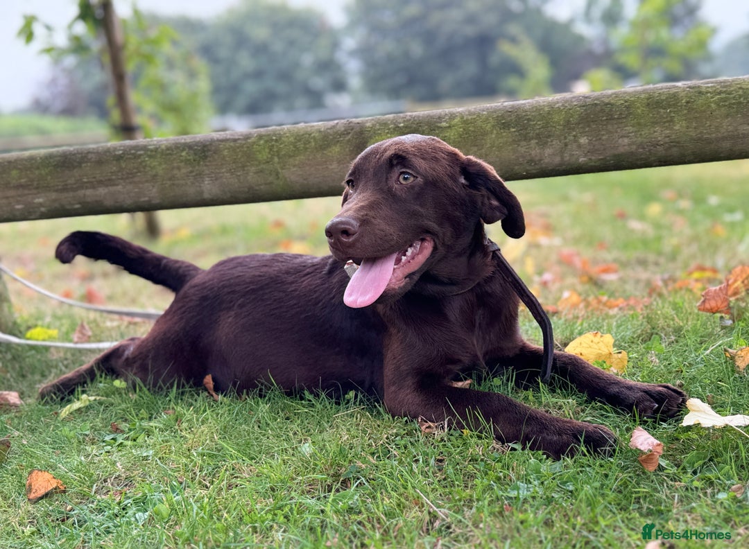 Labrador Retriever dogs for sale: Beautiful Dark Chocolate Labrador Retriever Bitch  - Image 6