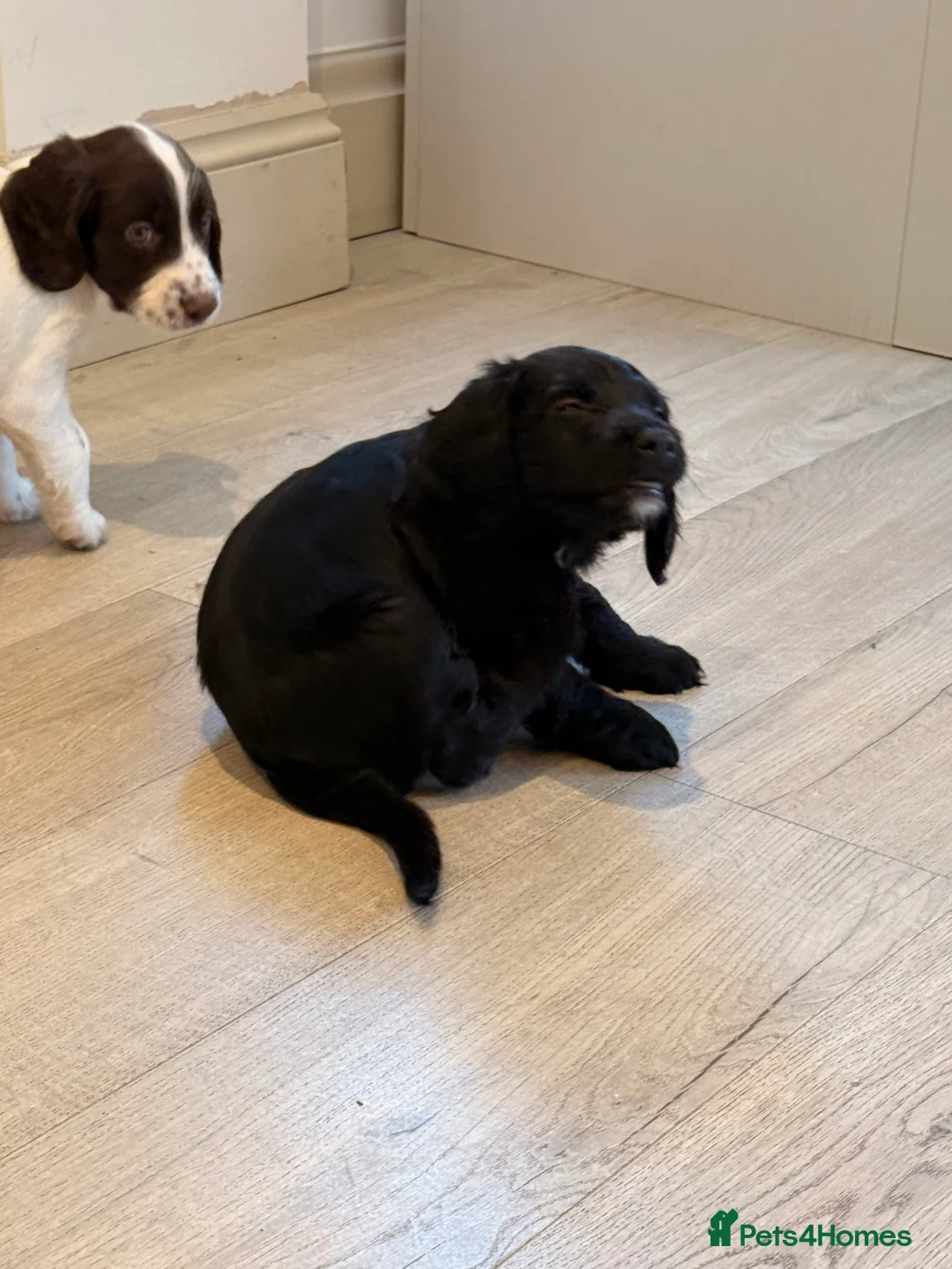 Mixed Breed dogs for sale: Cockapoo x English Springer Spaniel  in Holmfirth - Advert 17