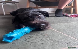 Mixed Breed dogs for adoption: 🐾 Meet Yukon – Your New Best Friend! 🐾 - Image 5