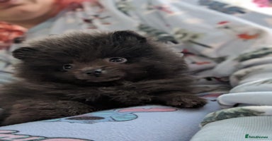 Pomeranian dogs Pomeranian Blue girl left!   - Advert 2