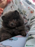 Pomeranian dogs Pomeranian Blue girl left! - Advert 2