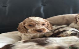 Cocker Spaniel dogs for sale: Outstanding of top quality show type puppies 🌈🐶 - Advert 5