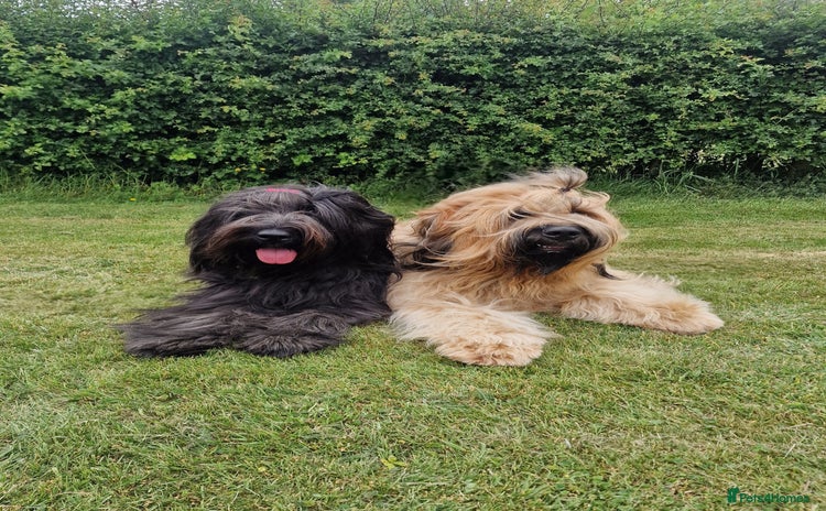 Briard dogs - Advert 3