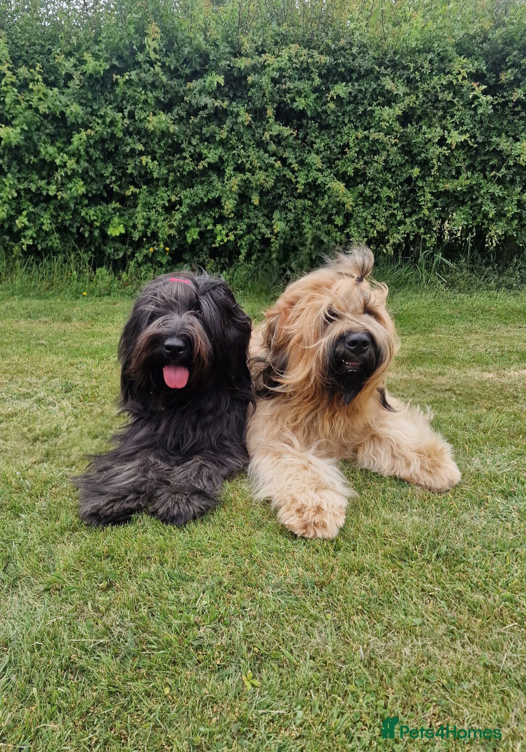 Briard dogs for sale: Briard Female- last minute owner change of mind - Image 1