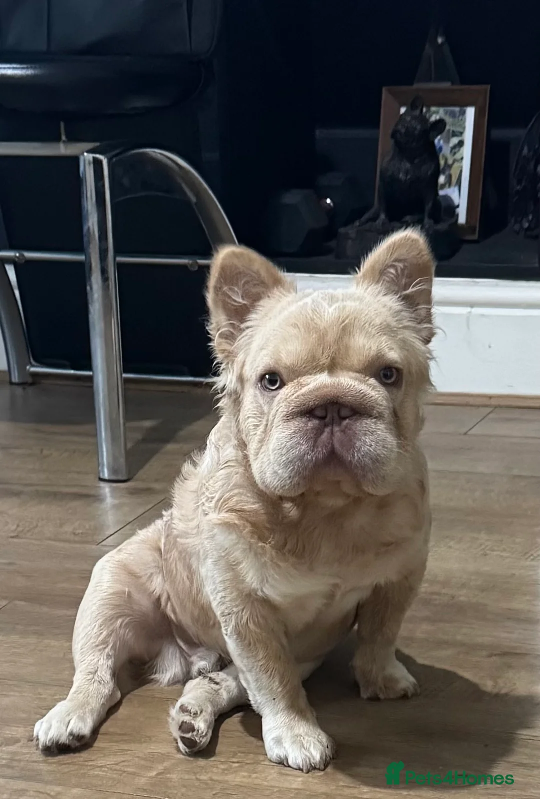 French Bulldog dogs for stud: Buch 🔥Exotic French Bulldog Stud - Advert 4