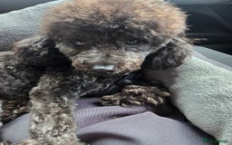Toy Poodle dogs for sale: Asian toy poodle  - Image 2