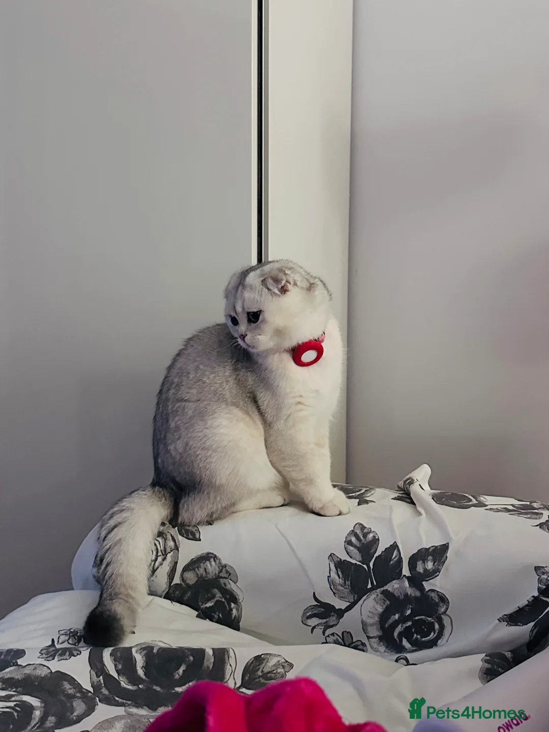 Scottish Fold cats for sale: Beautiful Scottish Fold Girl 7 months - Advert 3