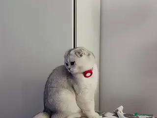 Scottish Fold cats 7 months old Scottish Fold Girl - Advert 6