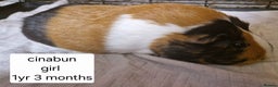 Guinea Pig rodents for sale: Tri coloured guinea pig girl and boy - Advert 4