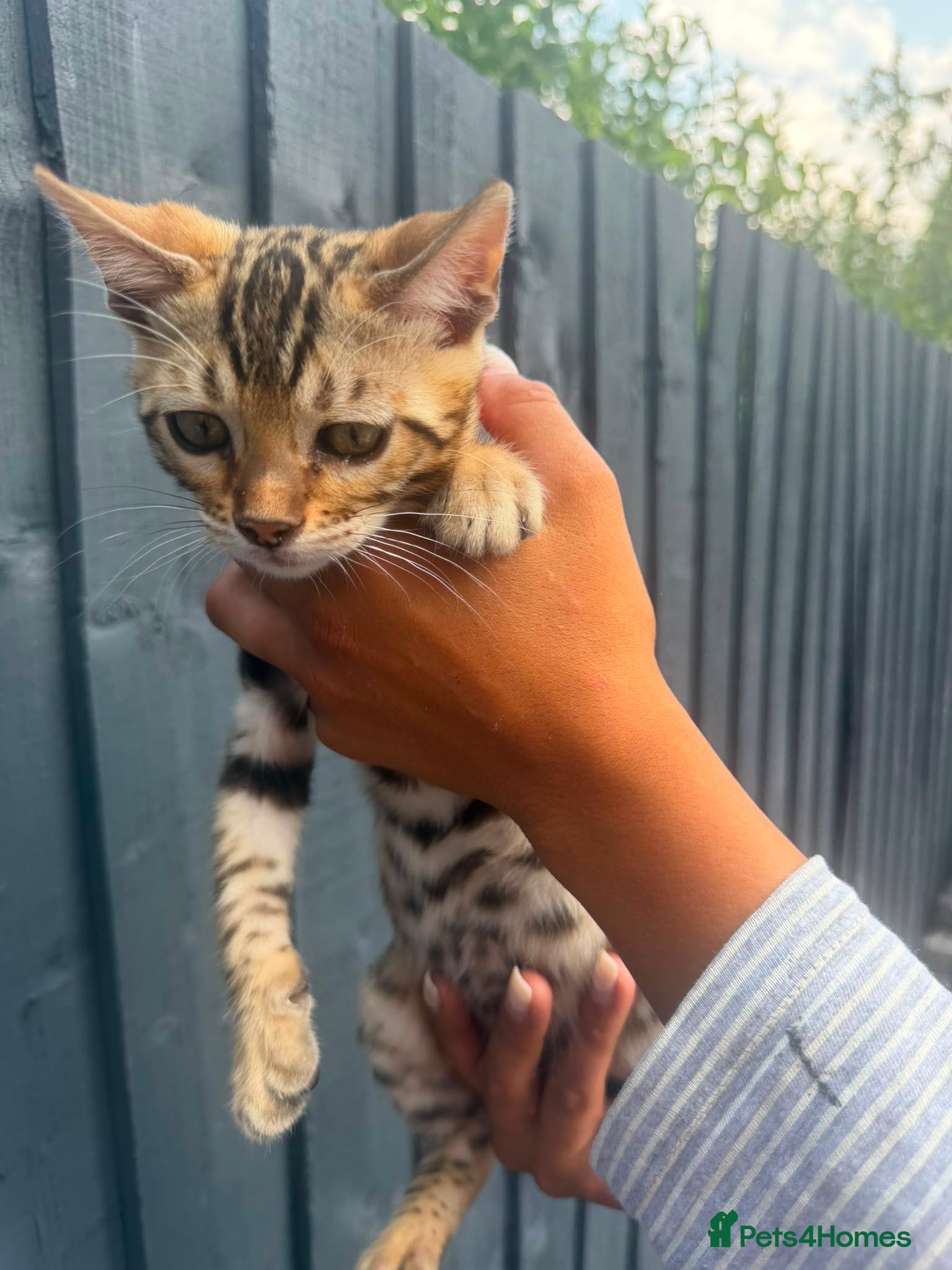 Bengal cats 🐆✨Outstanding TICA Registered Bengal cubs  ✨🐆 - Advert 2