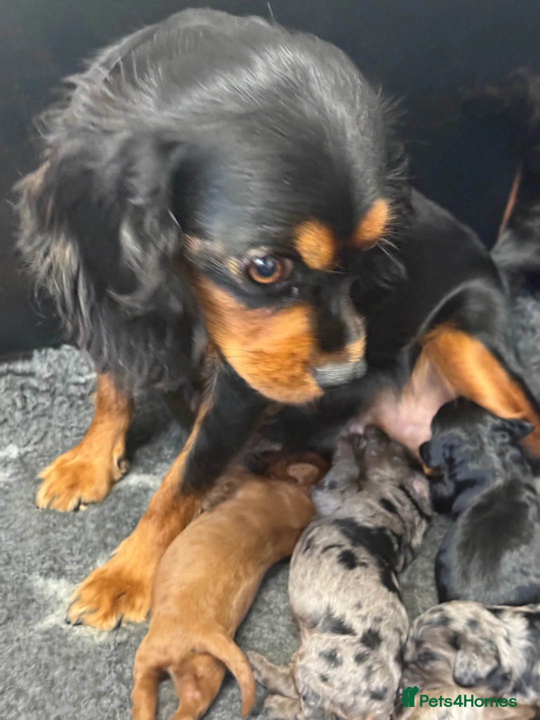 Cavapoo dogs for sale: Stunning coloured F1 Cavapoo’s - Advert 4