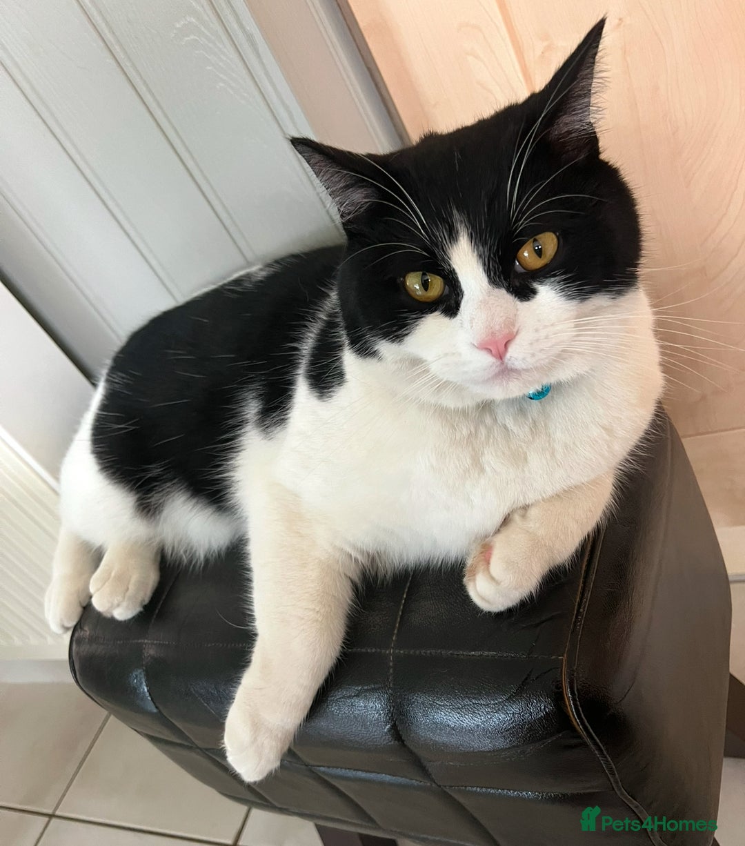 Domestic Shorthair cats for sale: Black and White Tuxedo Cat Needs Rehoming - Image 3