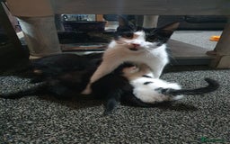 British Shorthair cats for sale: Here I have 4 beautiful kittens  - Image 16