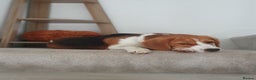 Beagle dogs for sale: Beagle (Tri Colour) M 3yo - Advert 5