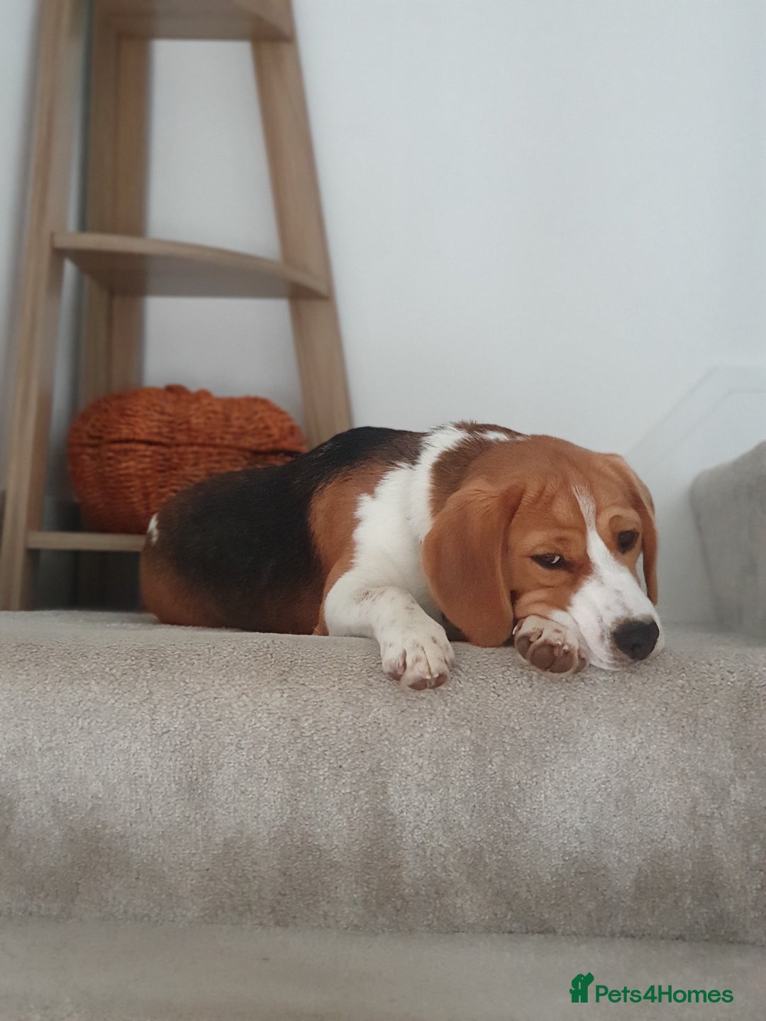 Beagle dogs for sale: Beagle (Tri Colour) M 3yo - Advert 5