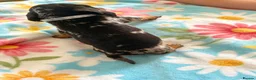 Dachshund dogs for sale: Litter of 5 stunning dachshund pups - Advert 16