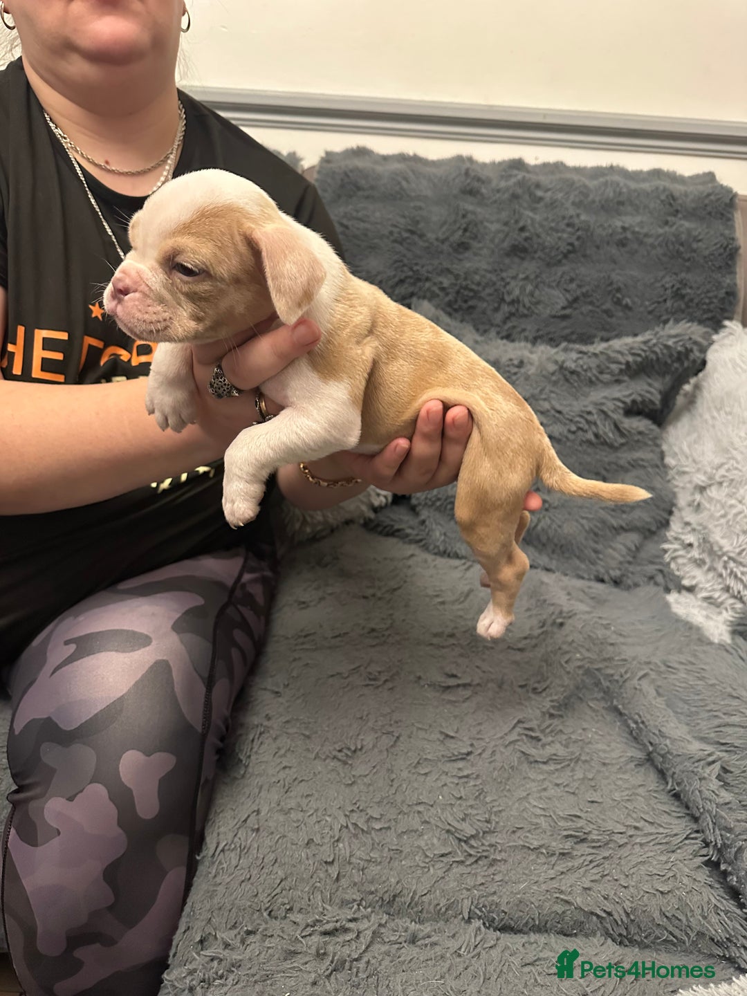 American Bully dogs for sale: ABKC REGISTERED Pocket Exotic/Extreme Bully PUPS! - Advert 12
