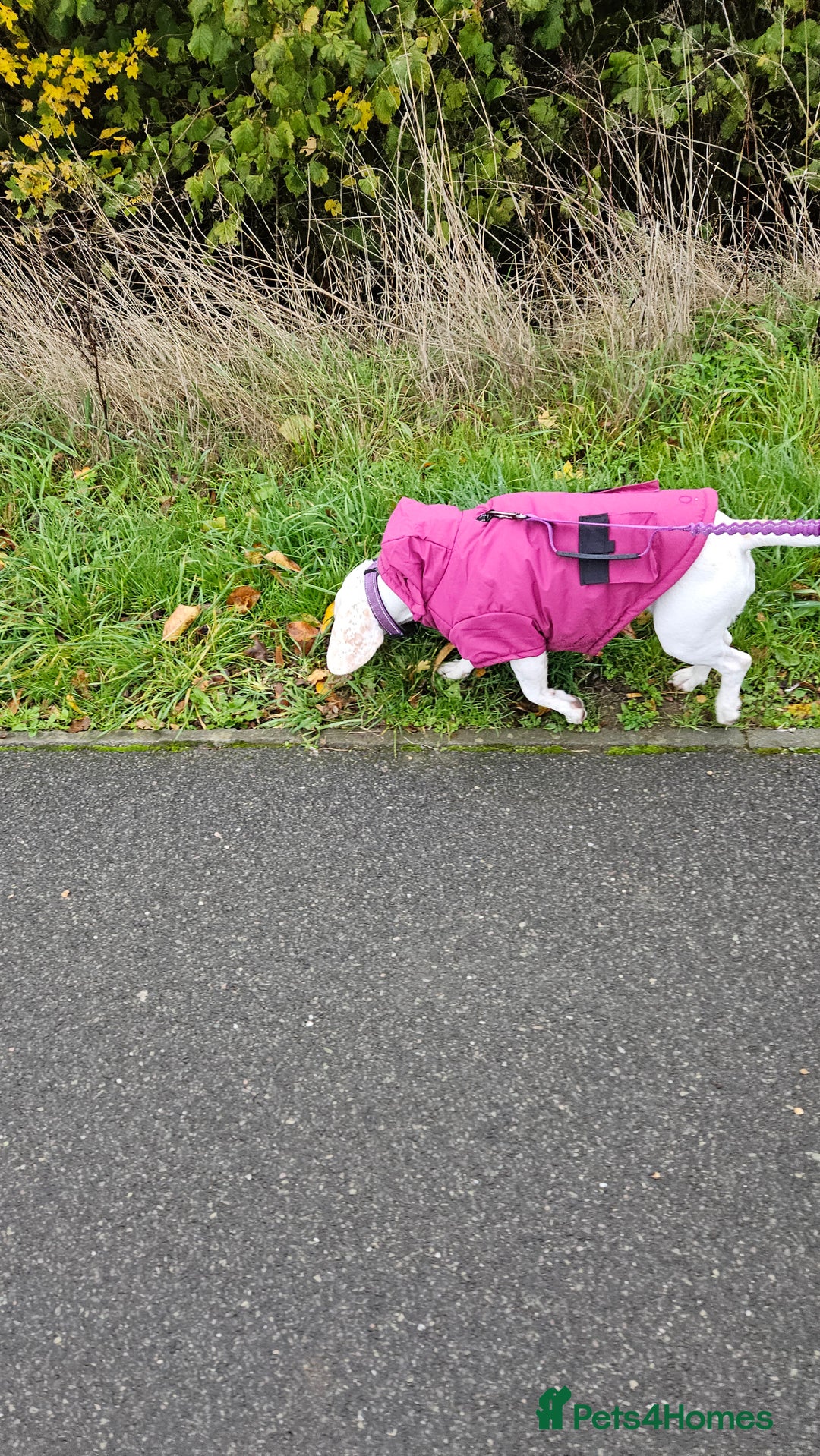 Beagle dogs for sale: BEAGLE  - Advert 4