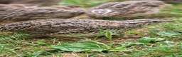 Quail poultry for sale: Coturnix quail  - Advert 1