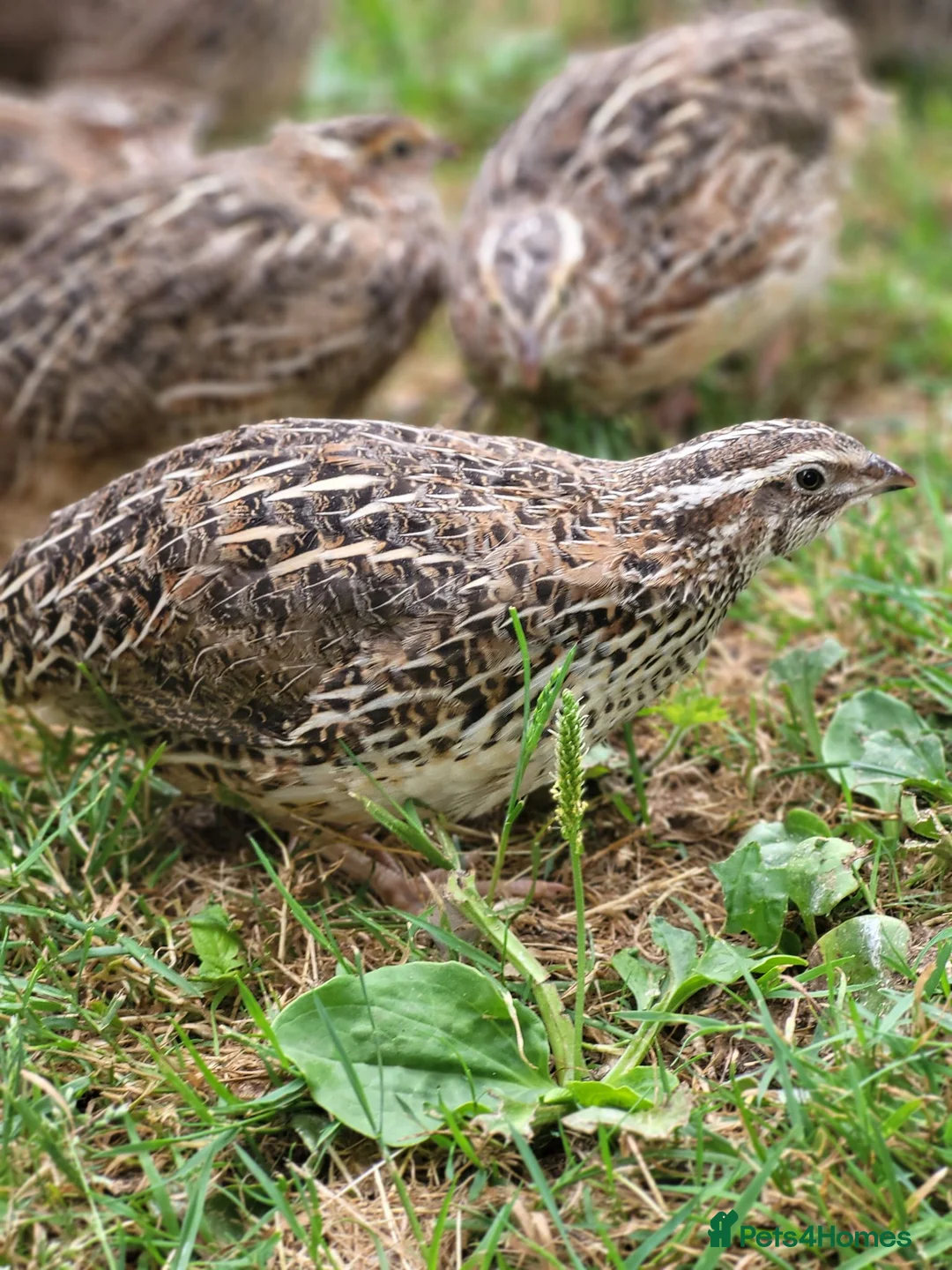 Quail poultry for sale: Coturnix quail  - Advert 1