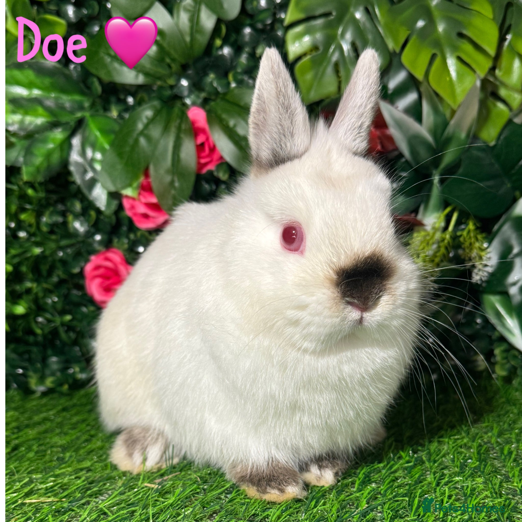 Netherland Dwarf rabbits ✨STUNNING NETHERLANDS DWARF,READY TO REZERVE ✨ - Advert 2