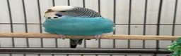 Budgerigars birds for sale: Three female budgies in London - Advert 2