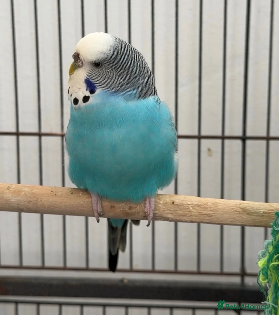 Budgerigars birds for sale: Three female budgies in London - Advert 2