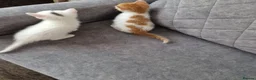 Mixed Breed cats for sale: 💥💥💥Siberian cross 💥💥💥 - Advert 14
