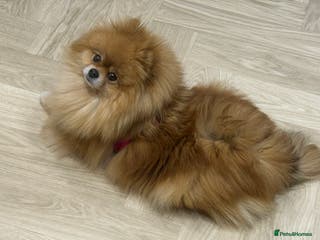 Pomeranian dogs Stunning Pomeranian – Tiny, Fluffy & Full of Charm - Advert 1