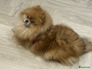 Pomeranian dogs Stunning Pomeranian – Tiny, Fluffy & Full of Charm - Advert 15