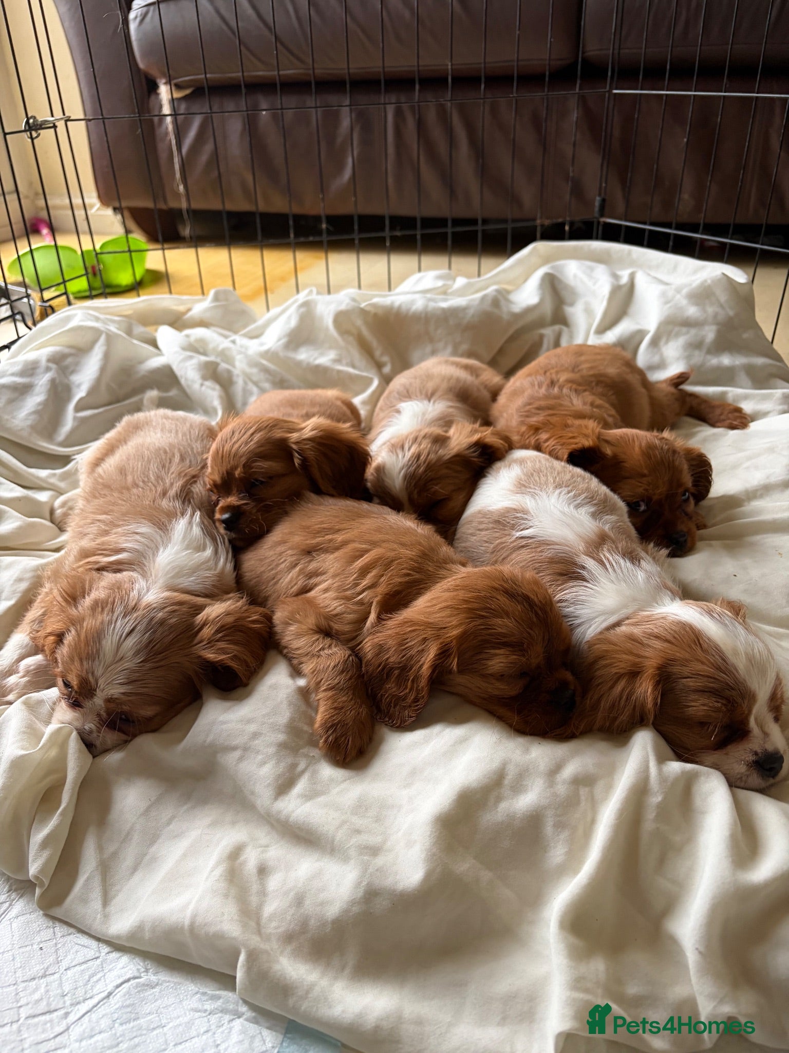 Cavalier King Charles Spaniel dogs 6 Beautiful Cavalier King Charles Spaniels  - Advert 2