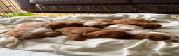 Cavalier King Charles Spaniel dogs for sale: 6 Beautiful Cavalier King Charles Spaniels  - Advert 2