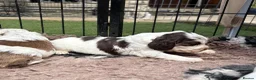 Cocker Spaniel dogs for sale: Quality KC babies - extensive health tests clear - Advert 19