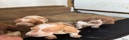 Bracco Italiano dogs for sale: Bracco pups  - Advert 7