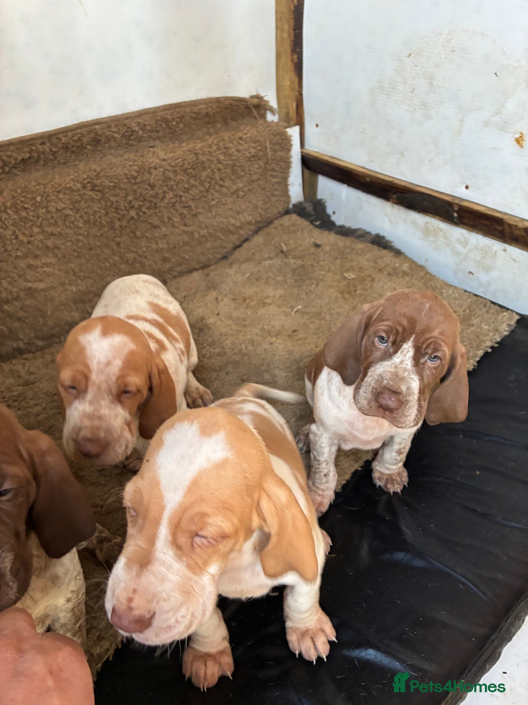 Bracco Italiano dogs for sale: Bracco pups  - Advert 7