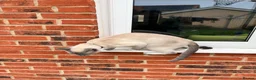 Snowshoe cats for sale: Snowshoe kitten  Looking for a Loving Home - Advert 2