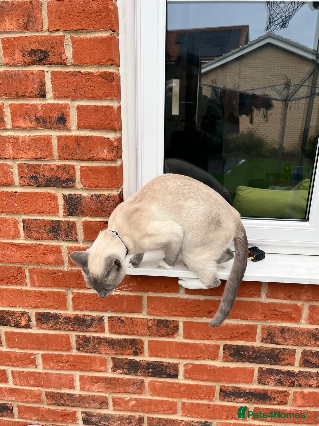 Snowshoe cats for sale: Snowshoe kitten  Looking for a Loving Home - Advert 2
