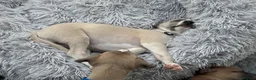 Whippet dogs for sale: KC whippet puppies  - Advert 23