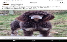 Poodle dogs for stud: Exceptional Health Tested Poodle Studs in Aberdeen - Image 6