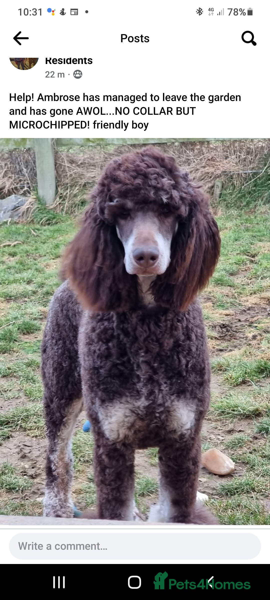 Poodle dogs for stud: Exceptional Health Tested Poodle Studs in Aberdeen - Image 6
