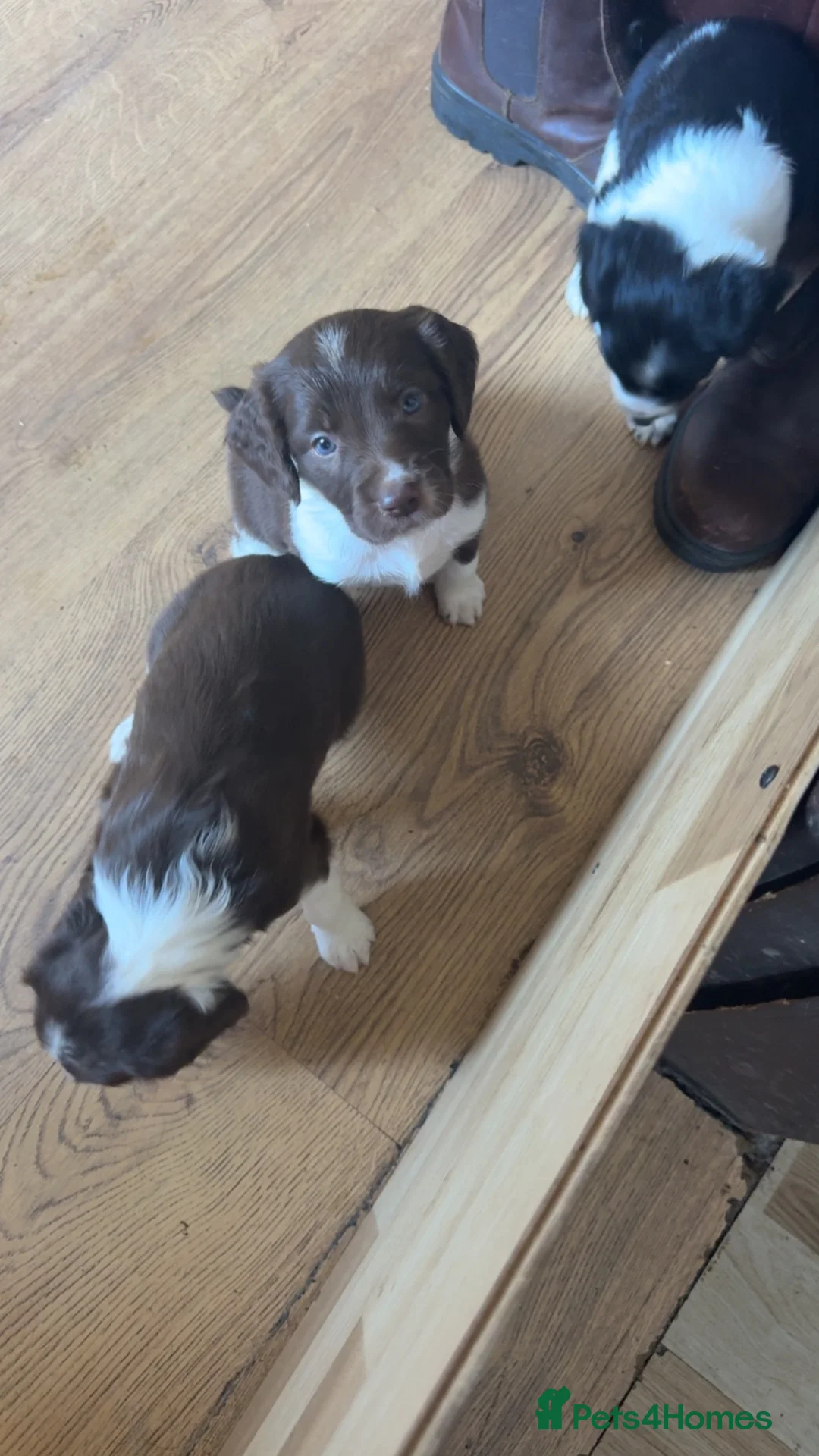 English Springer Spaniel dogs for sale: English springer spaniel puppy’s  in Deeside - Advert 2