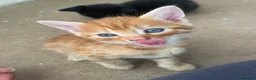 Mixed Breed cats for sale: Gorgeous kittens for sale  - Advert 8