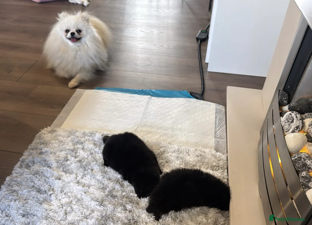 Pomeranian dogs for sale: Korean & Russian female Pomeranians - Advert 7