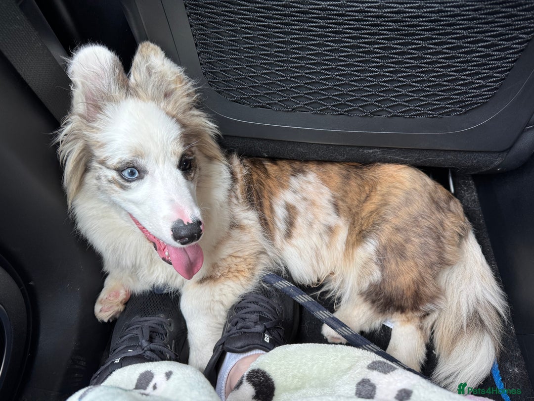 Welsh Corgi Cardigan dogs for sale: Welsh Cardigan Corgi Boy - Image 2