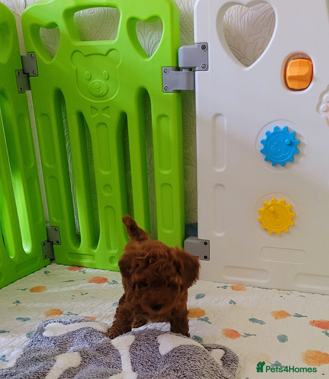 Toy Poodle dogs for sale: 🔥Toy 🔥Mini 🔥Asian Poodle Puppies Girls for sale - Image 8