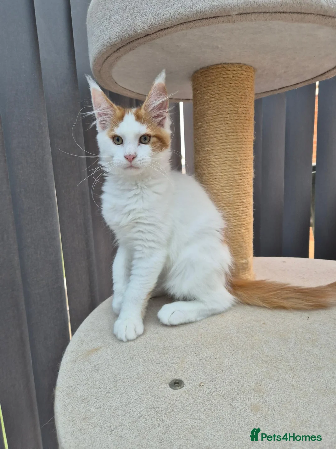 Maine Coon cats for sale: Maine coon female  - Advert 2