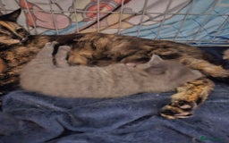Mixed Breed cats for sale: 3 beautiful kittens  - Image 3