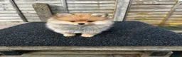 Pomeranian dogs for sale: ONE MALE LEFT CHAMP LINES 🐶😍 - Advert 4