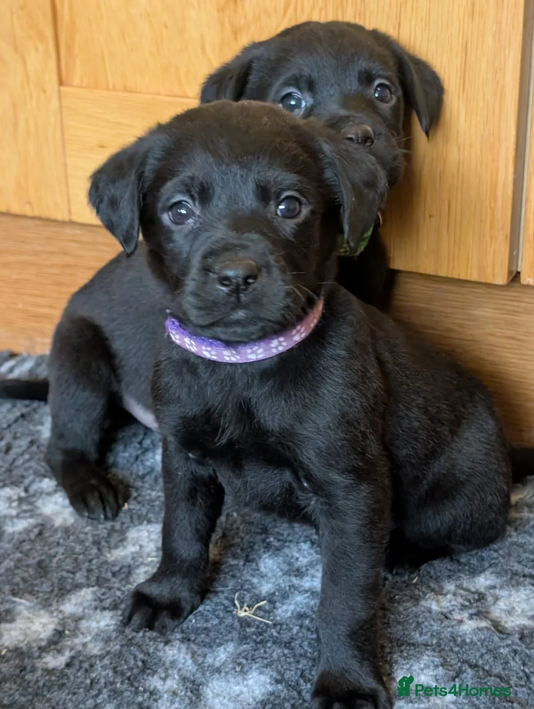 Mixed Breed dogs for sale: Labrador x Rottweiler (Rottador) - Advert 9